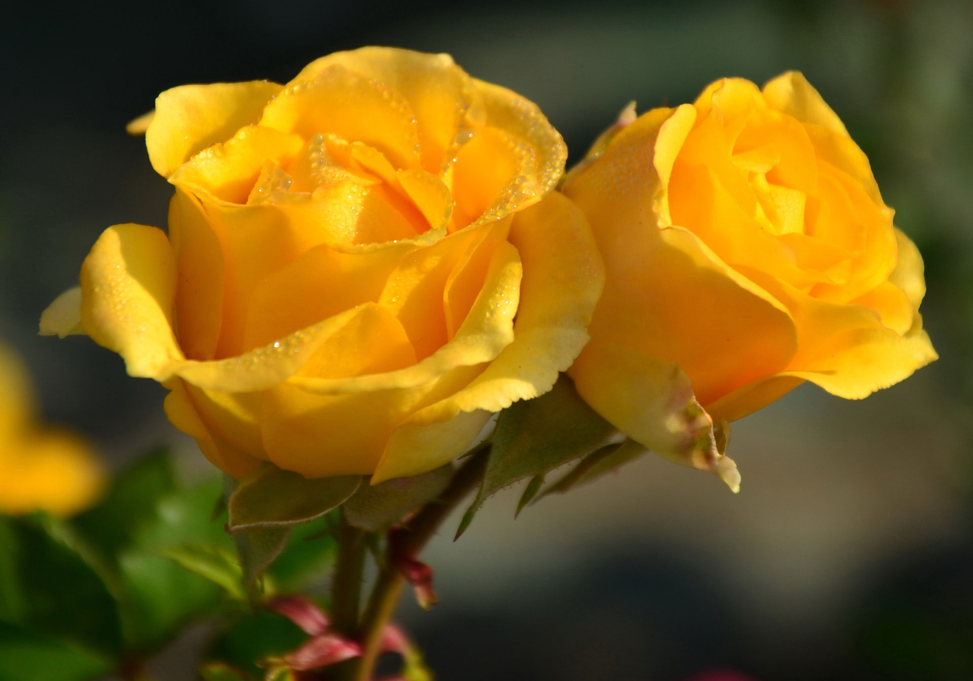 Bộ hình nền hoa hồng đẹp nhất mọi thời đại - Siêu Imba