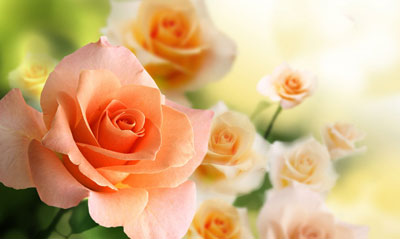 Hoa hồng nhung Ý nghĩa hình ảnh cách trồng chăm sóc tại nhà