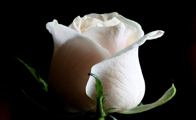 Bộ ảnh hoa hồng trắng đẹp nhất mọi thời đại - Siêu Imba