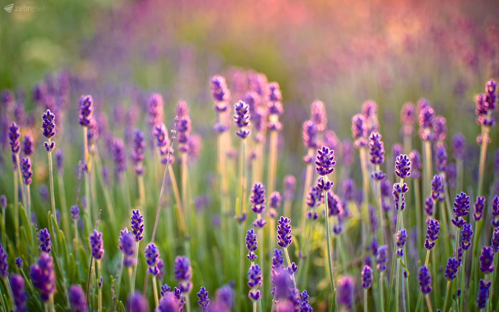 Bộ hình nền hoa lavender - Siêu Imba